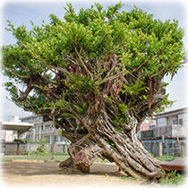 ゴスペル幼稚園 園内のガジュマルの木
